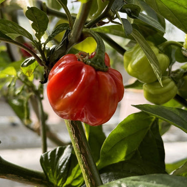 Red Savina Habanero Pepper Seeds